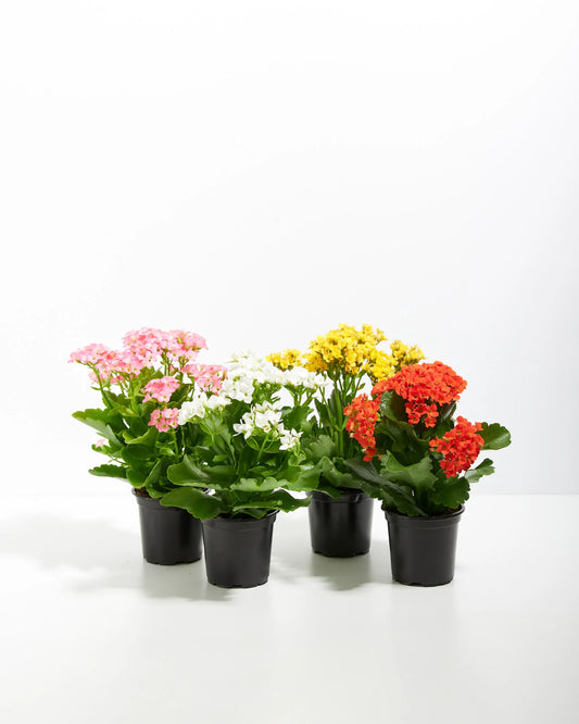 Kalanchoe Mix